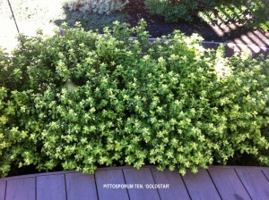 Pittosporum tenuifolium 'Goldstar' 1